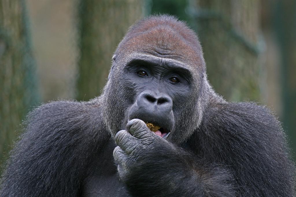 Zoo Schmiding 030.jpg
